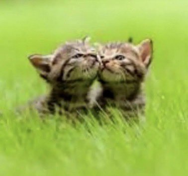 sillyguy83 tweet media