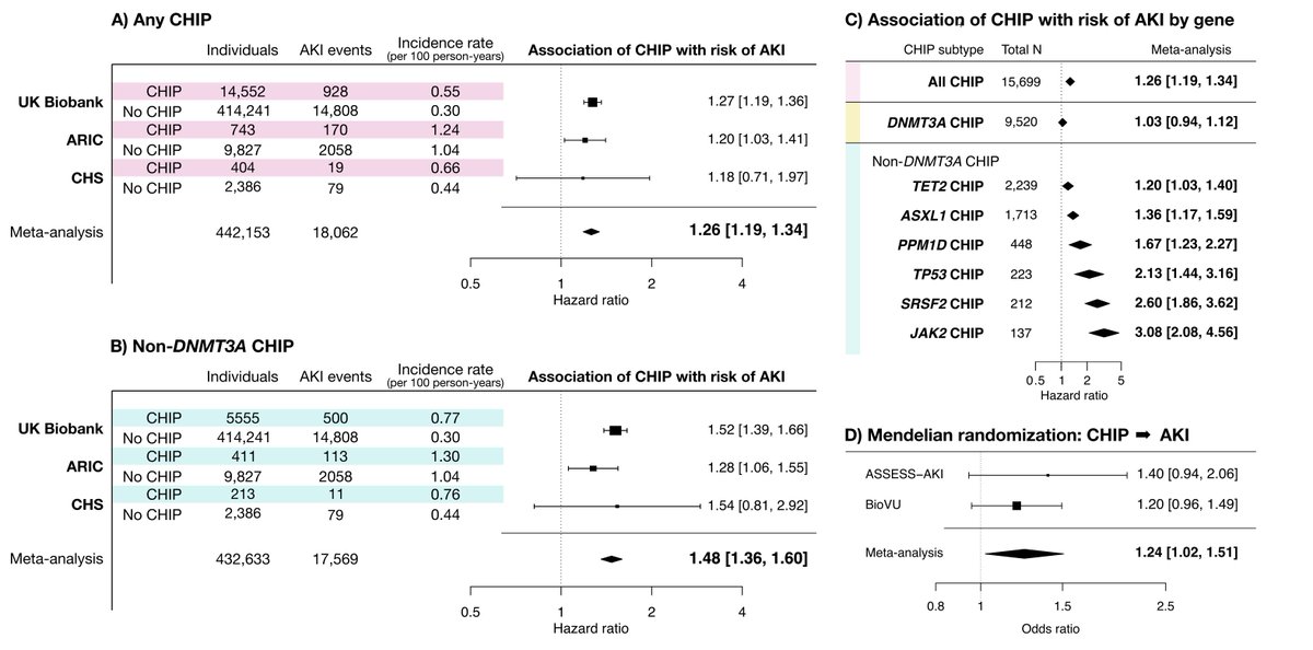 Sharing our latest work characterizing CHIP as a risk factor for acute kidney injury (AKI) using human cohort data and mouse models. Published today in @NatureMedicine: nature.com/articles/s4159…