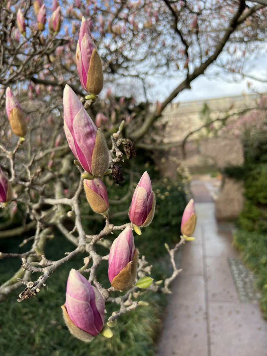 🌸 Magnolia Update 🌸 The saucer magnolias are showing more pink. Peak bloom will be next week. Stay tuned for updates. 📷: Melinda W., Supervisory Horticulturist #SmithsonianGardens #MagnoliaMadness #BotanicalGardens #PublicGardens