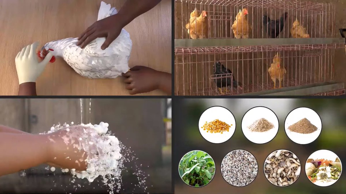 Follow these 4 easy steps to prevent the spread of Newcastle disease in your bird flock, creating
cleaner, and healthier food for your family, and more money for your household. This short
<a href="/SAWBOsm/">SAWBO - Scientific Animations Without Borders</a> video is provided in English, Kinyarwanda, and Swahili.
sawbo-animations.org/1415