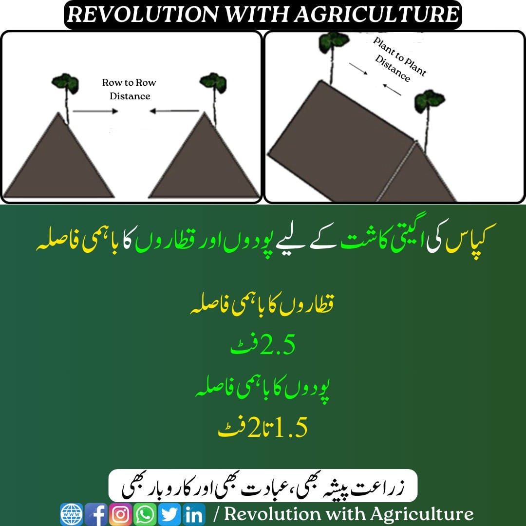 کپاس کی اگیتی کاشت کے لیے پودوں اور قطاروں کا باہمی فاصلہ:
mumerjaved.com #revolutionwithagriculture
#Agriculture #farming #farmers #kissan #digitalagriculture #crops #farming #technology #innovations #sowing #cotton #seeds #thinning  #sustainablefarming