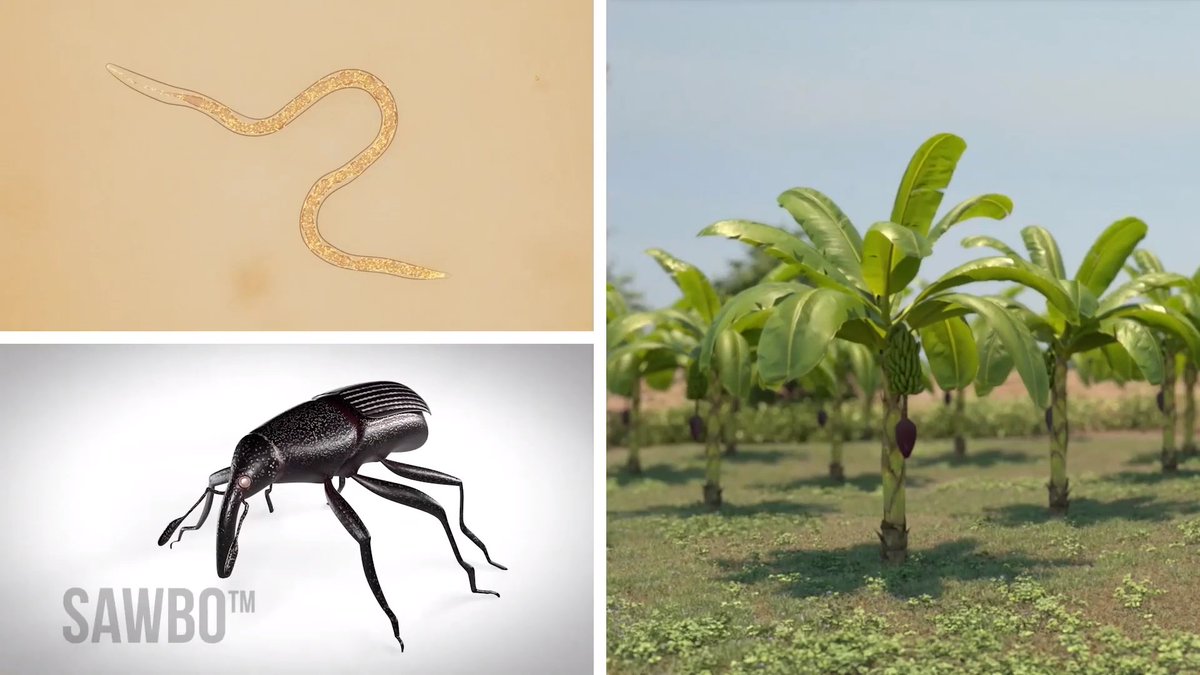 Increase banana and plantain yields with easy techniques to prevent pests, resulting in healthier
crops in this short <a href="/SAWBOsm/">SAWBO - Scientific Animations Without Borders</a> video.
Available in English, and Kinyarwanda.
sawbo-animations.org/1640