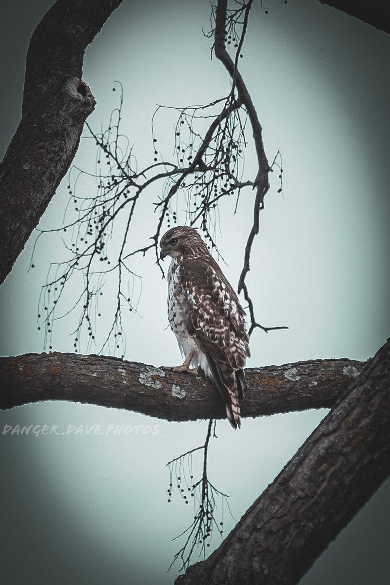 Made a new friend yesterday. 
📸 🐦 🎯 

#photography #kansas #manhattan #naturephotography #birdsofprey #birds #nature #outdoors #birdphotography #photographer #photooftheday #birdlovers #adventure
