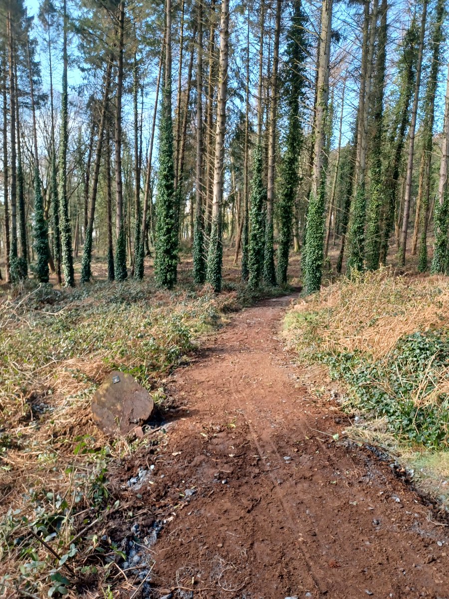 NTmountstewart's tweet photo. Recovery! - The Ranger team have started the rebuilding process of the trail network following @ForestServiceNI harvesting activity's.

The team excel at (re)building in a new solid trail base &amp; re-blending it into the landscape as if its been there for years!
#MountStewartMoment https://t.co/9HYozJkP7f