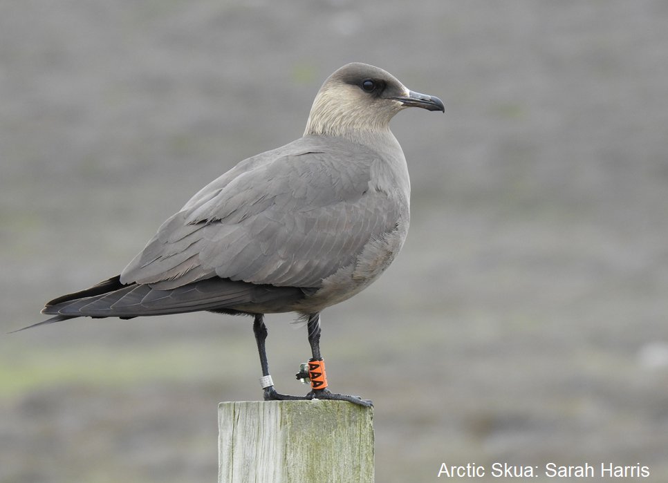 Great to see this fantastic collaboration out on the migratory routes, staging areas & migration strategies of Arctic Skuas breeding in the North-East Atlantic - published in @MEPS_IR 1/8 ➡️ int-res.com/abstracts/meps… #ornithology #seabirds #BTOScience