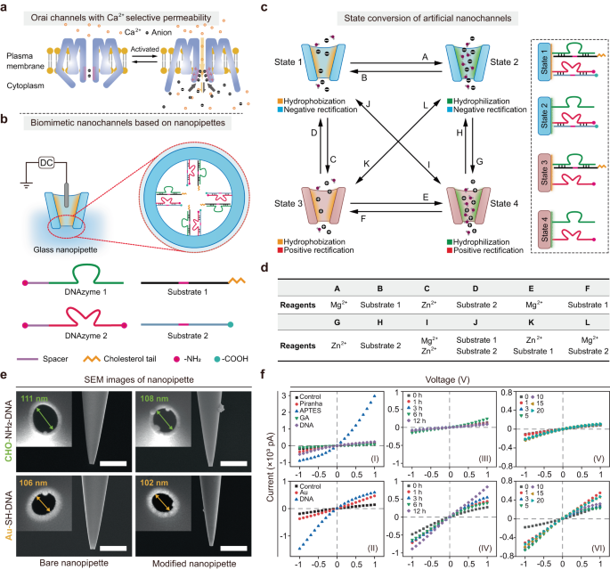 Rectifying artificial nanochannels with multiple interconvertible permeability states dlvr.it/T3lJ7j nanotechnology