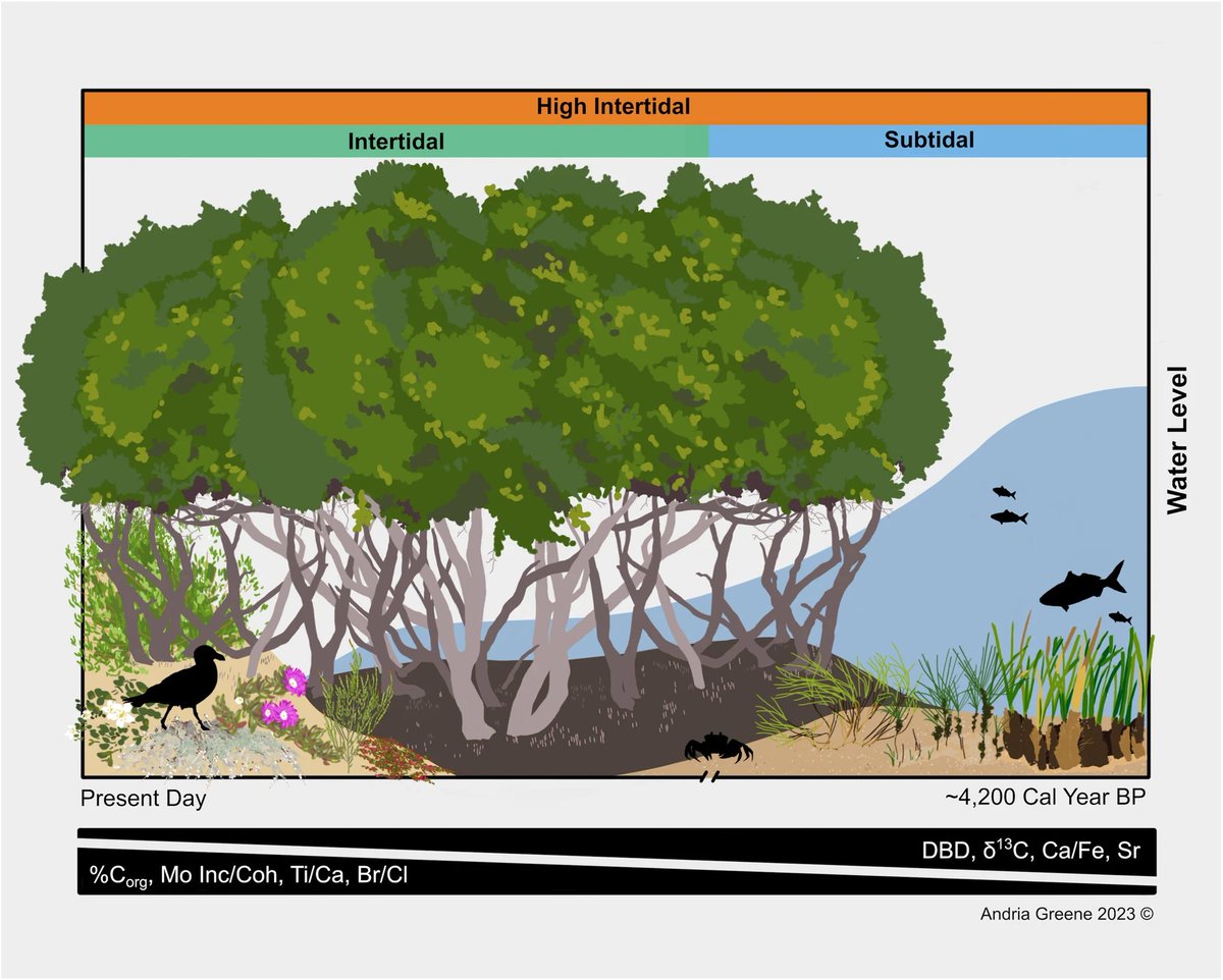 💚Inspiring research by marine scientist Nicole Foster shows that subtidal seagrasses were replaced by intertidal mangroves 1,000 years ago on Torrens Island, South Australia 🔗nature.com/articles/s4324… @NicoleRFoster @UniofAdelaide @environmentinst @Alice_R_Jones