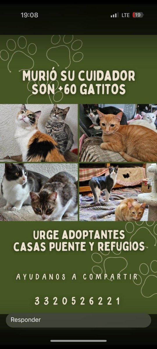 RT 🙏🏼 Caso especial
📍 Guadalajara Mx

Son 60 gatos y algunos perritos, su cuidador murió. Deben entregar la casa en Mayo.

Para adopción y/o apoyos al # del flyer.

(Es caso externo; apoyamos con difusión y algunos donativos, contacta directamente 🙏🏼)