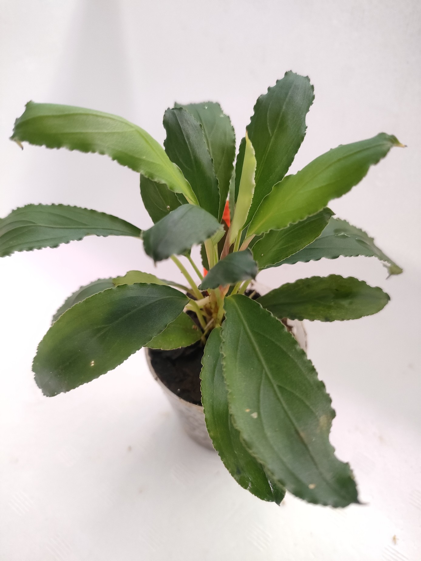 Bucephalandra kishii “Kayulapis2” TB②