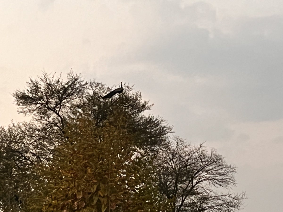 Peacocks everywhere at Sariska Tiger Reserve!!