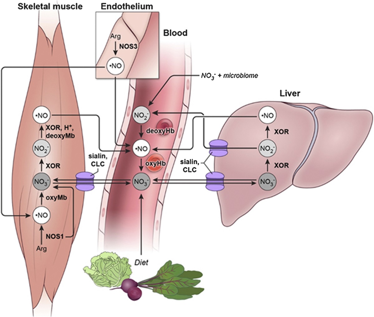 Skeletal muscle has high nitrate concentration, which may serve to regulate nitric oxide availability and influence cardiovascular and metabolic health. Today's #tbt article includes a video abstract with @AndyBeetroot: brnw.ch/21wHEYJ