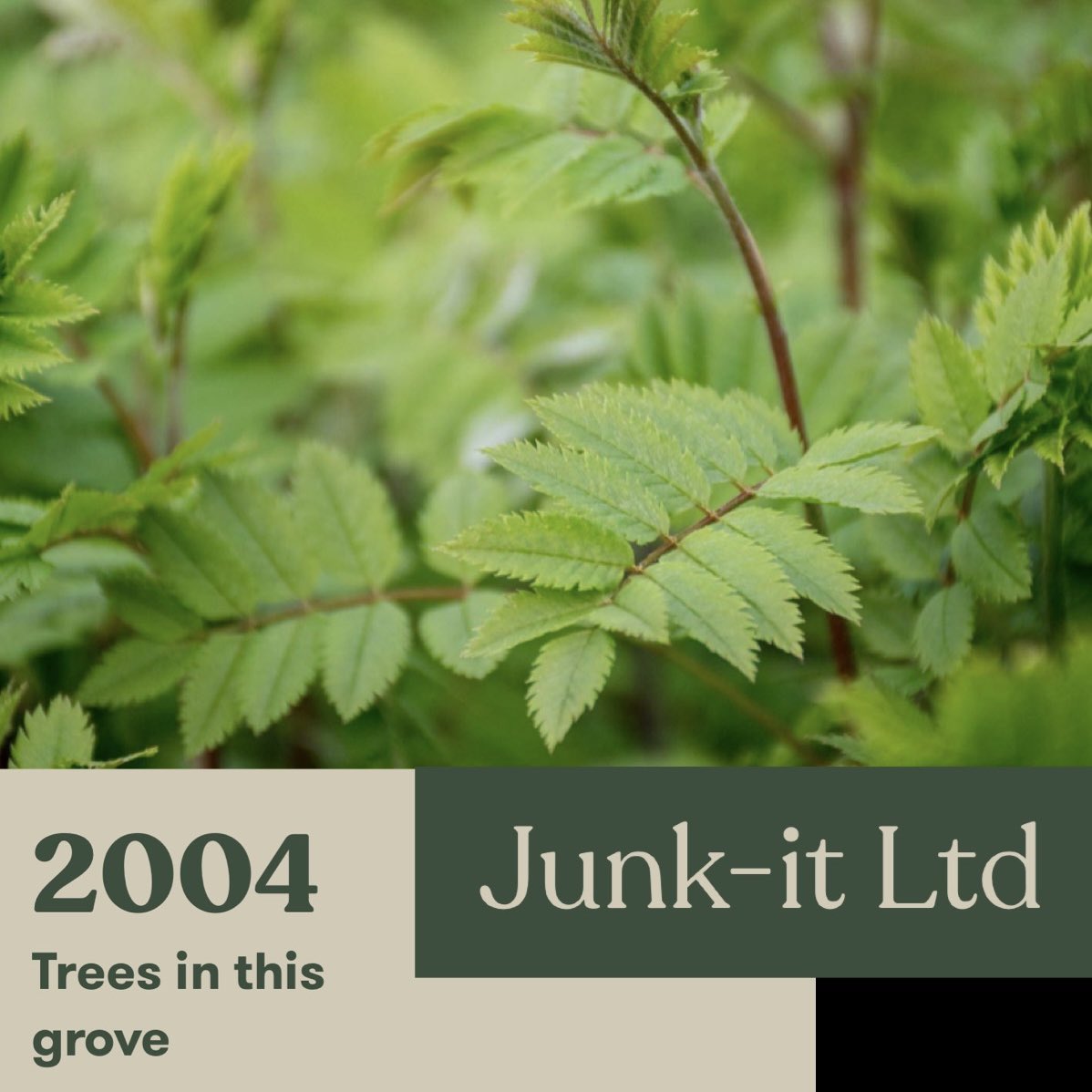 Over 2000 trees in the Junk-it grove!!! 

#junkheroes #junkitscotland #plantatree #rewilding #Scotland
