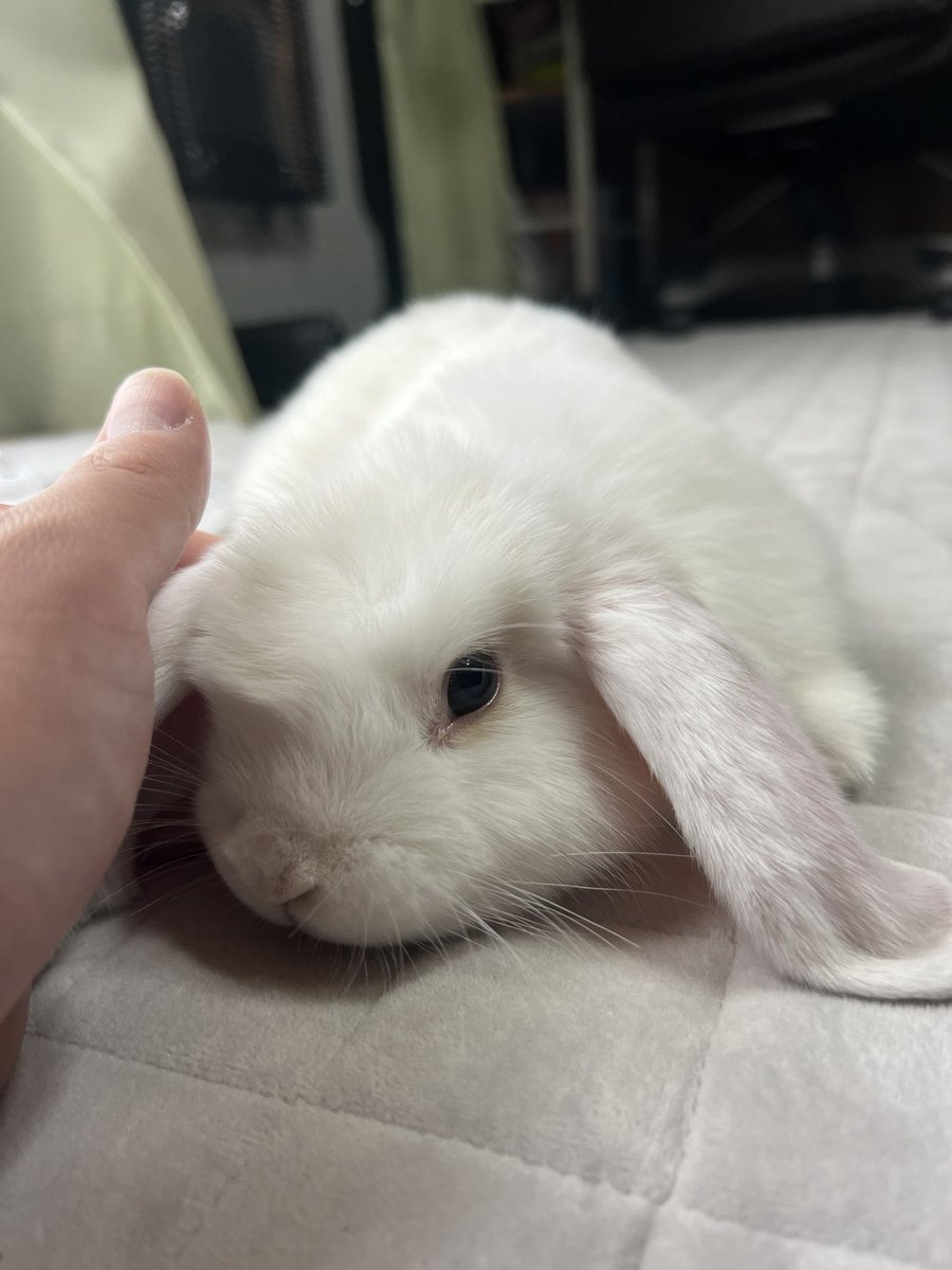 ルル君、懐きました🐇