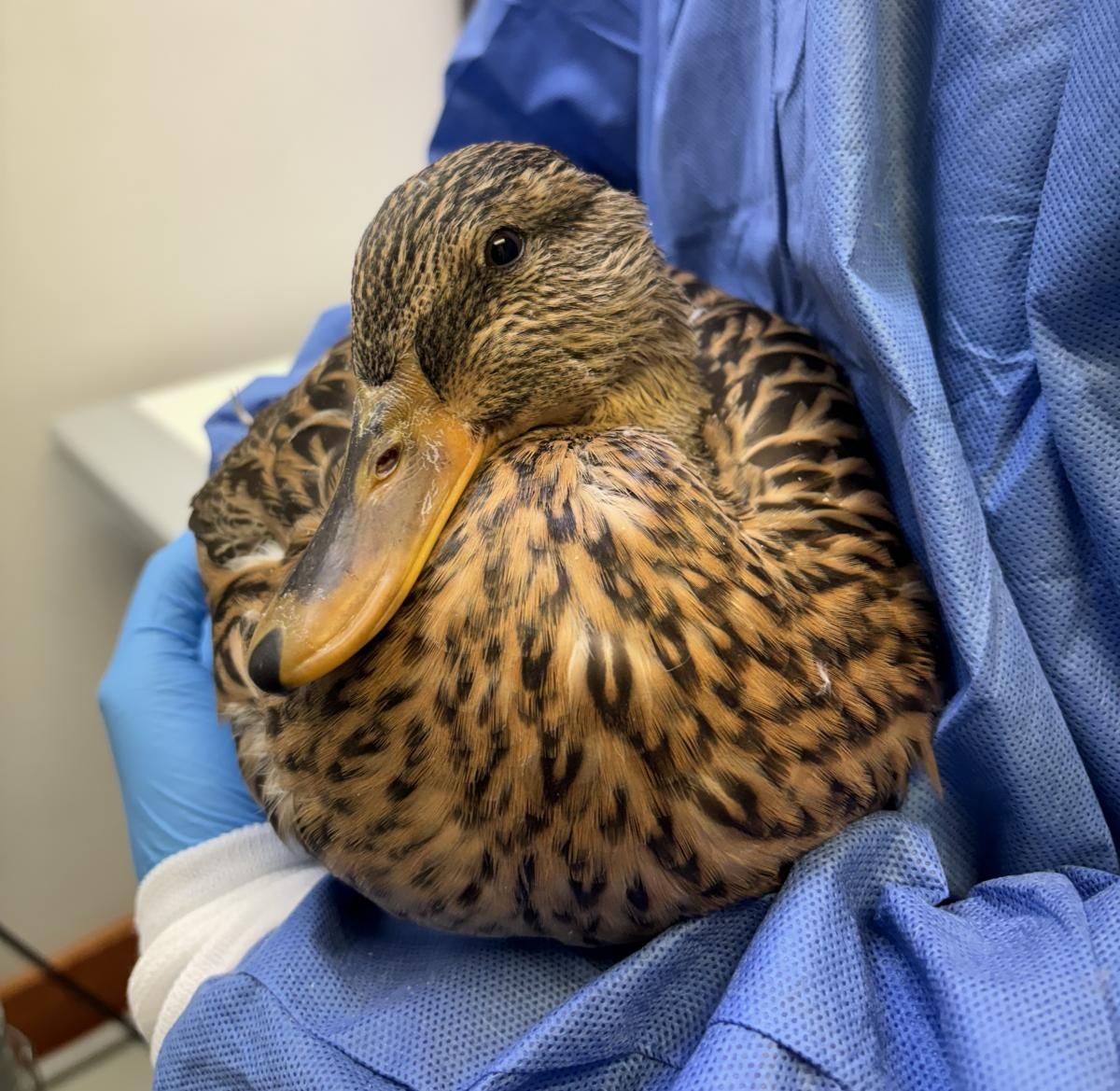 This Mallard duck, a current patient at our hospital, was found to have high levels of lead in its system and showed clear signs of habituation towards humans. Are the two connected? Click the picture to read what our veterinarians think! buff.ly/3v0kcKE