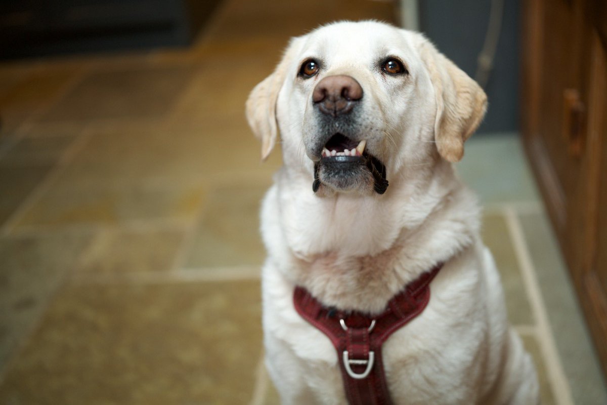 Big-boned, surely. (Here’s my Labrador, Albert)