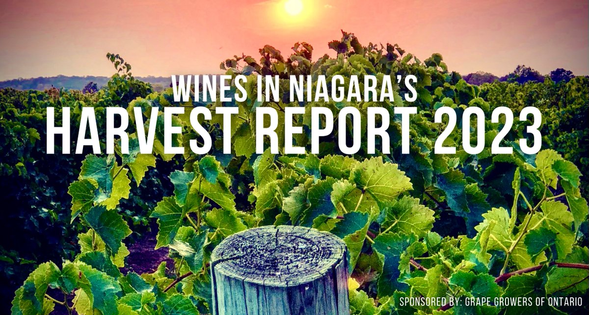 It was good, then it was bad ... then a fall 'miracle' happened. 2023 was a wild year for growing grapes in Ontario, but in the end, it all came together. Dozens of winemakers/growers tell you why in this extensive Wines in Niagara report ... 👉 bit.ly/Harvest23ONT