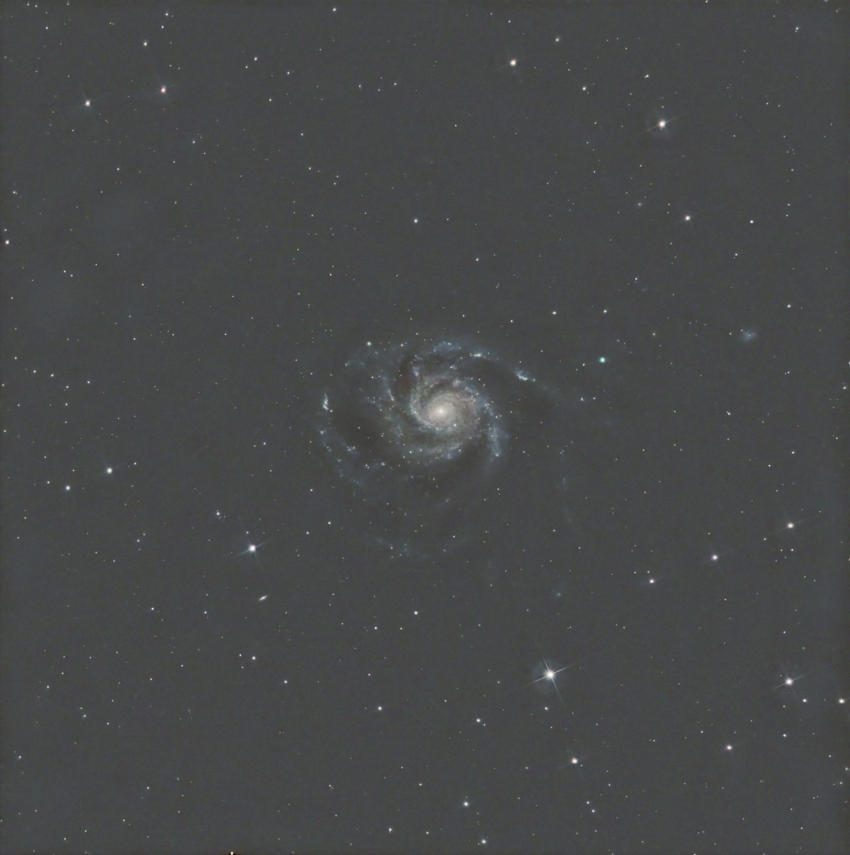 mosullivan_1's tweet photo. The pinwheel galaxy imaged last night. 2.5 hours of stacked two-minute subs. 130PDS telescope and ASI533MC Pro camera.
#Astrophotography #533MCpro https://t.co/u6HeCcKsWr