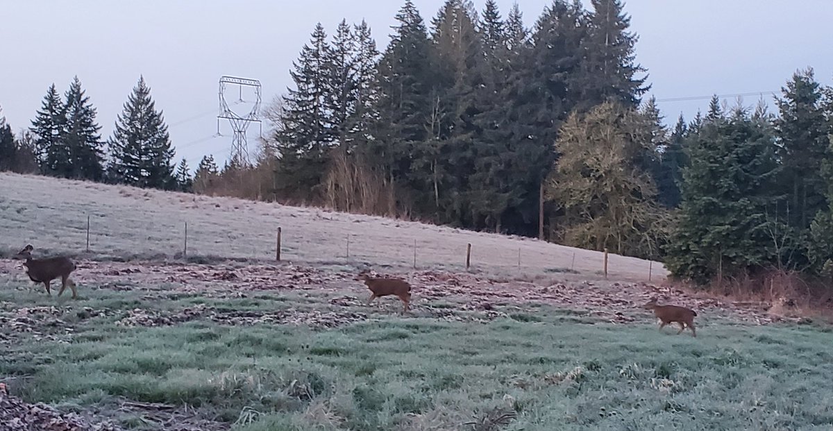 rodreed62's tweet image. 27 degrees and the locals are hungry this morning.  #NotSpringYet