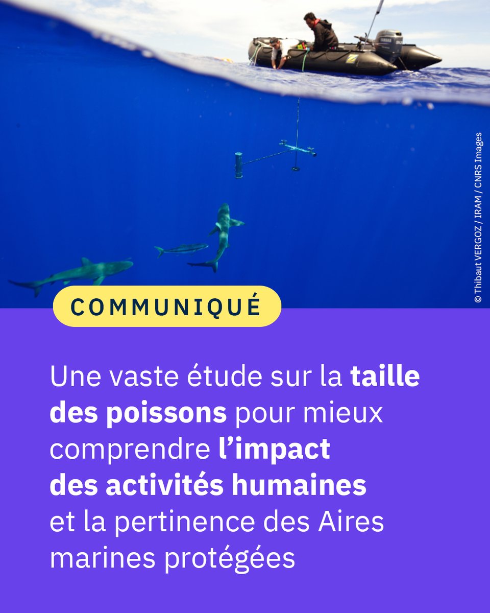 CNRS's tweet photo. #Communiqué 🗞️ Alors que les Nations unies ambitionnent de protéger 30 % des terres et des mers d’ici à 2030, une nouvelle étude démontre l’importance de bien penser ces emplacements en mer pour protéger tous les groupes de poissons.  

#CNRSocéan 🐠

👉 https://t.co/GAvO2QwQIm https://t.co/5An2GX16fE