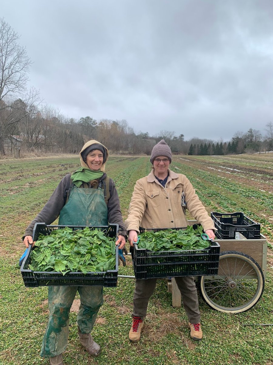Let's talk about how this race for Commissioner of Agriculture is going! #ncpol 

First off: I've raised more $$$ than every single Dem candidate for this seat since 2004.

COMBINED.

Pictured below: the confidence that comes with a good crop 🥬💸