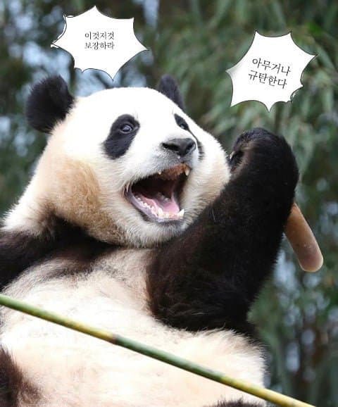 panda_baoz's tweet photo. 이것저것 보장하라!
                                             보댱해! 보댱해!
                                             긍데 보댱이 모야? https://t.co/jB1Hj1wegF