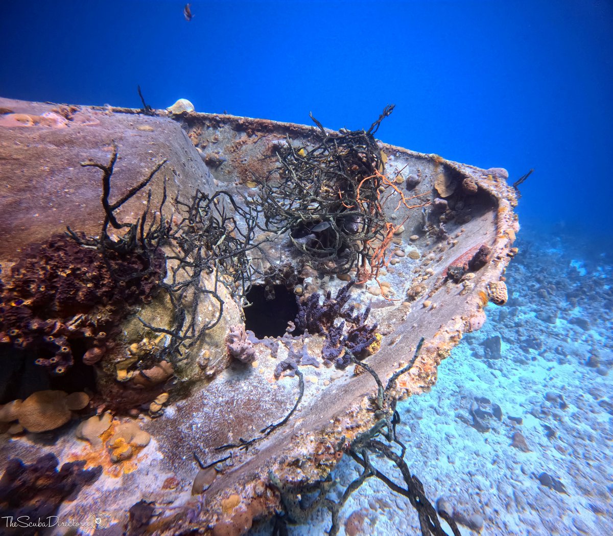 ⛴Dive Site: Bay of Pigs 📍Cuba 📸TSD user ‘Ooginator’ 👉thescubadirectory.com/divesiteprofil… #Cuba #BayofPigs #GoPro #underwaterphotography #ScubaDivingMag #PADI #paditv #scubadivelife #scubadive #scubadiving #divelife #scuba #dive #diving #divetrip #divetravel #scubatravel #scubatravellers