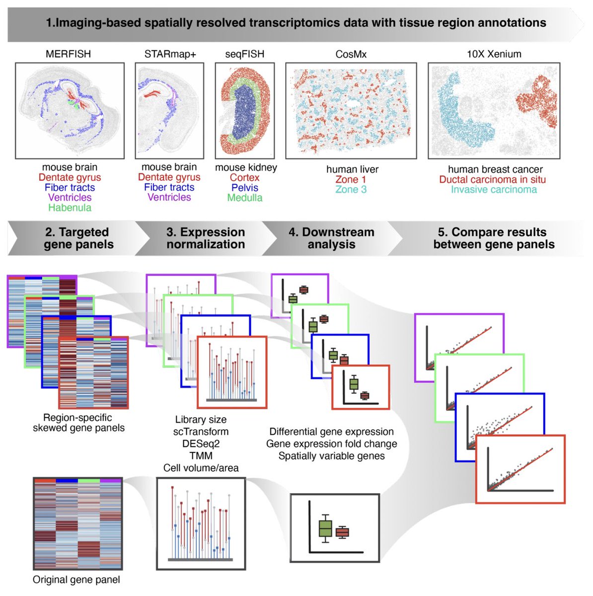 We've updated our #bioRxiv preprint investigating the potential impact of #geneexpression normalization methods with different gene panels in analysis + interpretation of #singlecell imaging-based targeted #spatialtranscriptomics data. Check it out: biorxiv.org/content/10.110…

🧵1/n