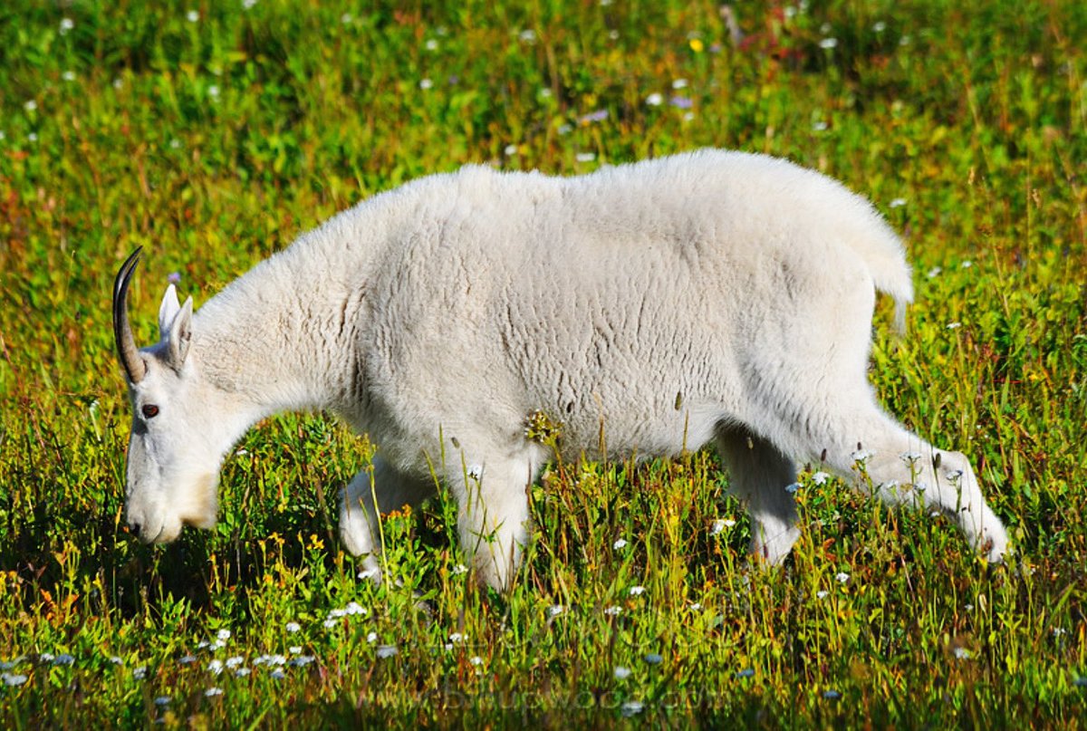 Mountain Goat in Glacier National Park.

#glaciernationalpark #glaciernps #goat #mountaingoat #billupwoodphoto #nikon #nikonusa #nikonnofilter #nikonphotography #photographylovers #photooftheday #naturephotography 
#findyourpark #nationalpark #nationalparkgeek