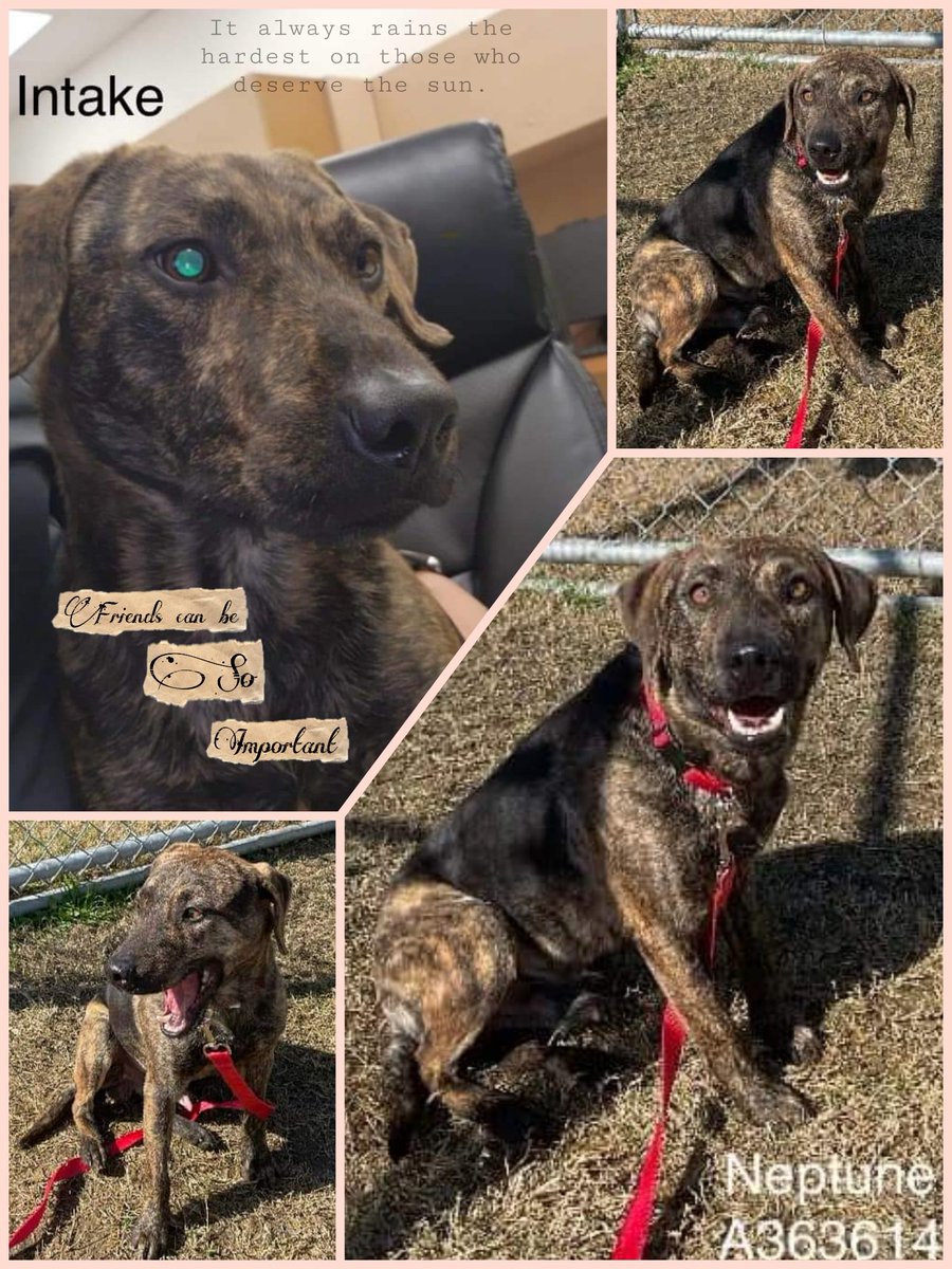 beeleevitonly's tweet photo. 🆘️📢 #CorpusChristi #DogNeedsHome 
NEPTUNE #A363614  2 yo #PlottHoundMix 
Neutered, HW+. LOVES attention,  🦮🚶‍♀️walks on leash,  sits for 🍖, responds to redirection
Very #Adoptable but sched 💉☠️ Mon 3/11
Please #Share #Adopt or #PledgeForRescue 
📧Livereleaseteam@cctexas.com https://t.co/60de4y1xAE