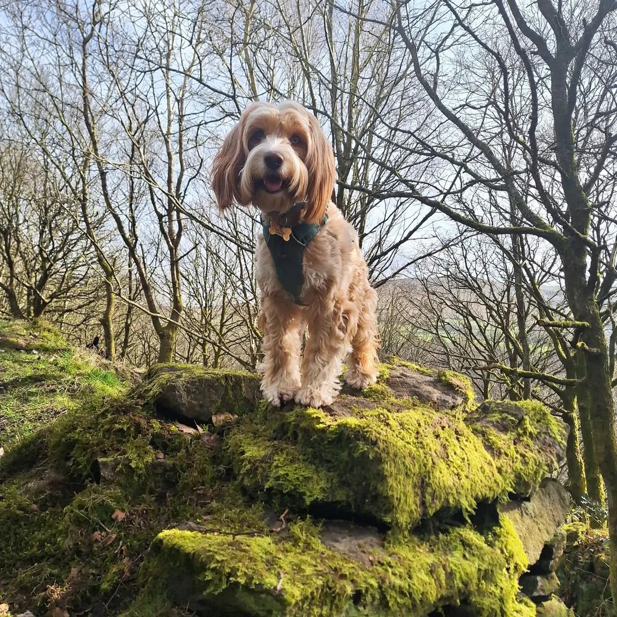 chouffester's tweet photo. Roobarb will always be my #scruffts winner, TT/springer best of both xxx I think @clarebalding quite likes a TT https://t.co/pRQVesMP9g