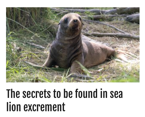 Meanwhile in New Zealand