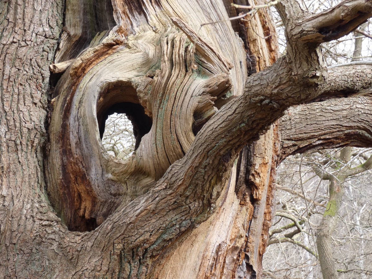 We went to Sherwood for lesser spotted woodpeckers but weren’t lucky, but a very distant Hawfinch (I know it’s a rubbish photo, but it’s proof 😂) was most welcome 😊
Nuthatches aplenty. Stunning ancient oaks. 💚🚶‍♂️🚶‍♀️👀

@RSPBSherwood @VisitNotts