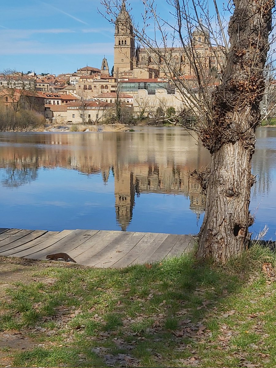 Larili_R's tweet image. Os cuento que ayer tuve un encuentro en la tercera fase con... ella (o él😁) 
¿Qué es? 🤔🤓 Las fotos de mi amiga ¿nutria? son reguleras xq no quise acercarme para no asustarla (y para no asustarme yo😅 q con los bichos soy un poco cagueta🤠)
#Salamanca #tormes #nutria