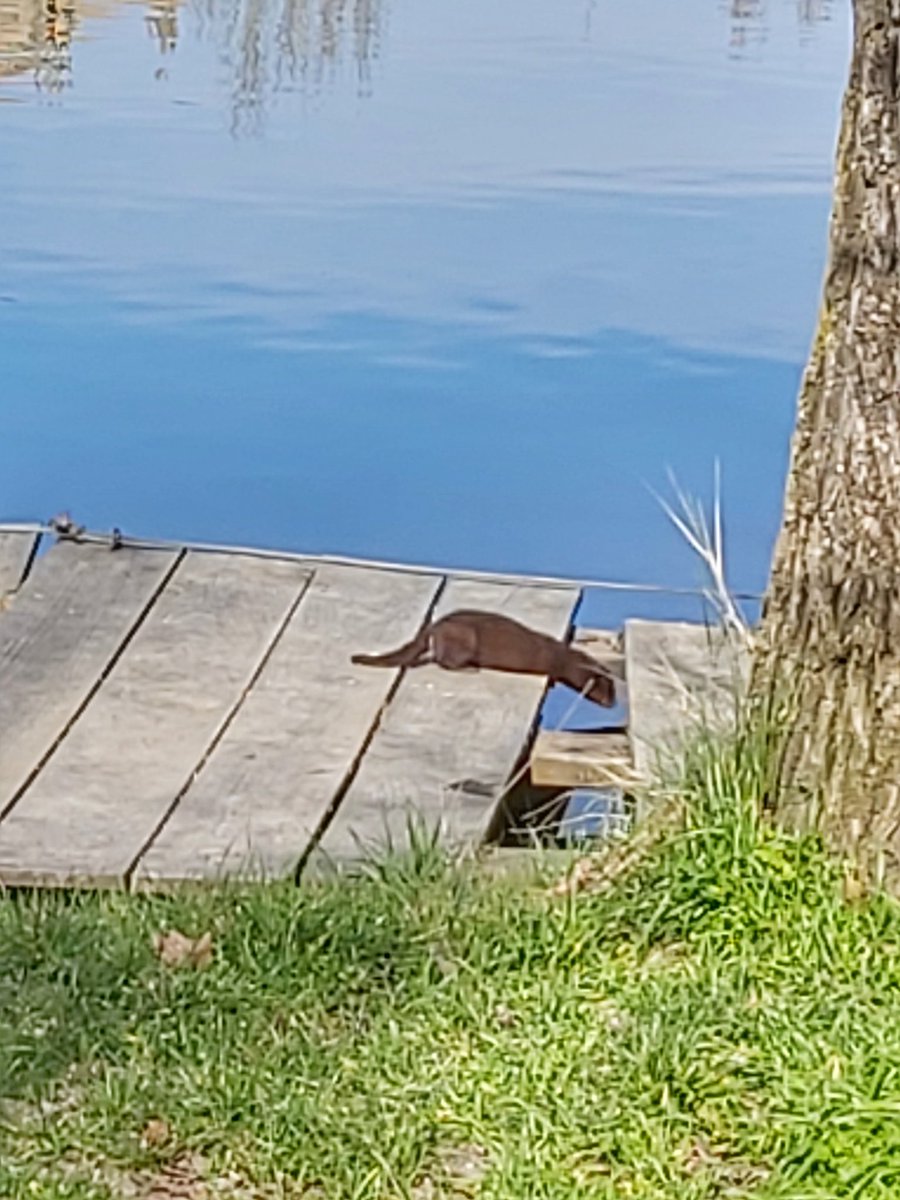 Larili_R's tweet image. Os cuento que ayer tuve un encuentro en la tercera fase con... ella (o él😁) 
¿Qué es? 🤔🤓 Las fotos de mi amiga ¿nutria? son reguleras xq no quise acercarme para no asustarla (y para no asustarme yo😅 q con los bichos soy un poco cagueta🤠)
#Salamanca #tormes #nutria