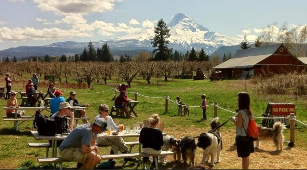 Beervana's tweet photo. Oregon is one of the most interesting and important beer regions in the US, but you wouldn’t know it if you did a web search. No one does a very good job of telling the Oregon story. Until now. I’m excited to announce a new project to promote Oregon beer.
https://t.co/CpsHHXvRCf https://t.co/rffUXIbO25