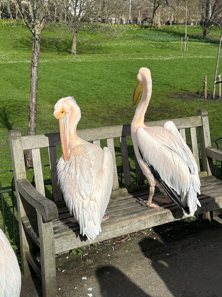 London's Royal Parks are bursting with signs of Spring, and their vibrant residents, like the two pelicans at St James's Park, are soaking up the sunshine! 📸 © Blue Badge Tourist Guide Danny Parlour. guidelondon.org.uk/guides/dannypa… #BlueBadgeTouristGuide #LDNBlueBadgeTouristGuides ...