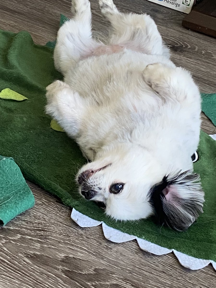MissyXMartinez's tweet photo. MISS MOO IS FRESHLY GROOMED. GAZE UPON HER BEAUTY YE MERE MORTALS AND TREMBLE BEFORE HER SPLENDOR https://t.co/8PZ2icVV5D
