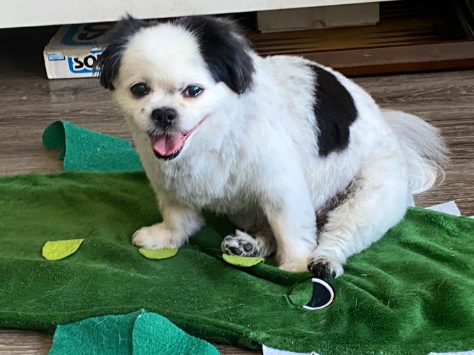 MISS MOO IS FRESHLY GROOMED. GAZE UPON HER BEAUTY YE MERE MORTALS AND TREMBLE BEFORE HER SPLENDOR https://t
