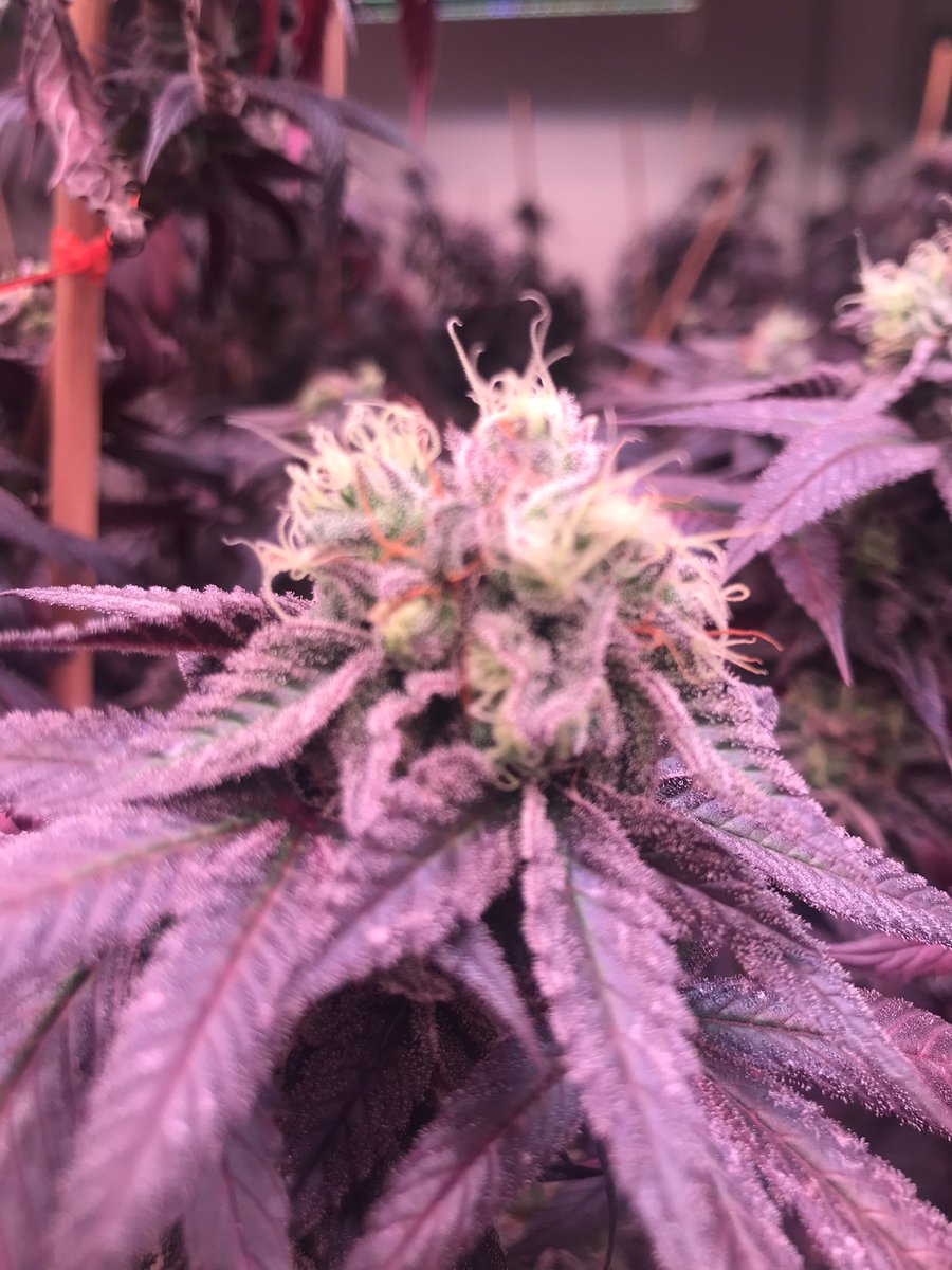 Jurassic Blueberries tweet media