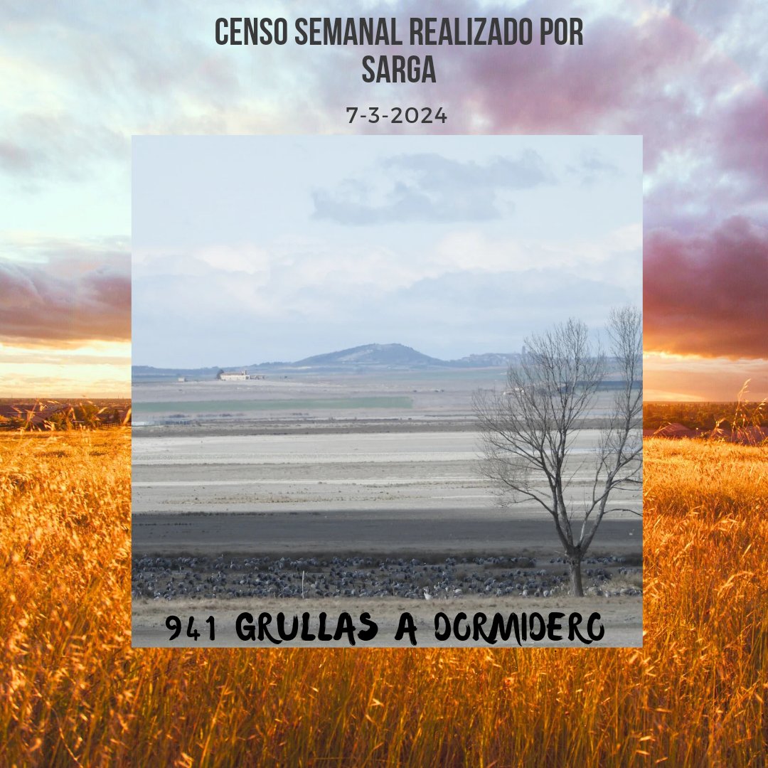 DISCULPAD!! 
En la cifra anterior se me ha colado un cero.
La cifra correcta es ésta.
#grullas #lagunadegallocanta