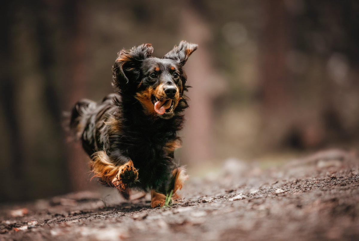 Bronwyn running to watch #Crufts Age - 2 in a couple of days.