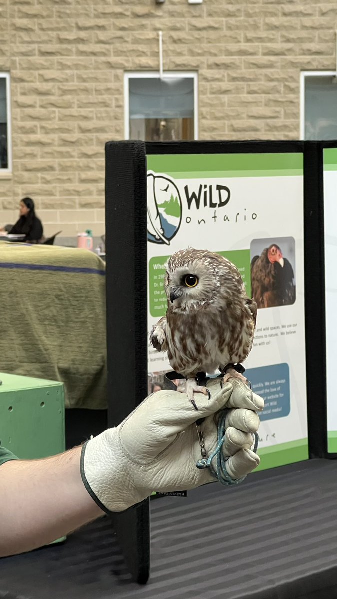 More than just an awesome Harley Quinn film, #birdsofprey play important ecological roles that support environmental #sustainability 

✨🦅 🌎 🌳 🦉 

Big shoutout to @Wild_Ontario for the great show👏🏼 wildontario.ca for more info!