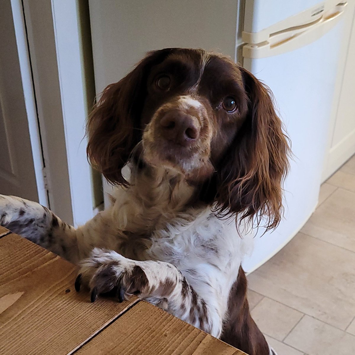 davidaparkin's tweet photo. @Crufts Meet my beautiful English Springer Brodie ❤️ https://t.co/IfDEb1eHRl