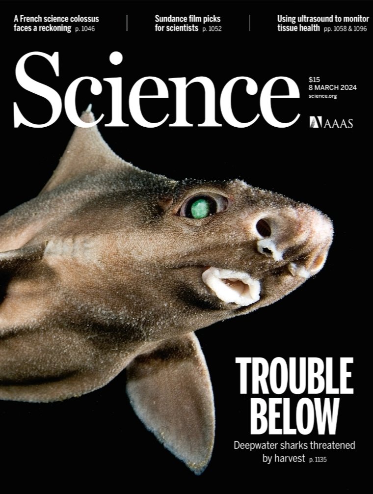#Bestshark makes the cover of <a href="/ScienceMagazine/">Science Magazine</a> 

science.org/doi/10.1126/sc…