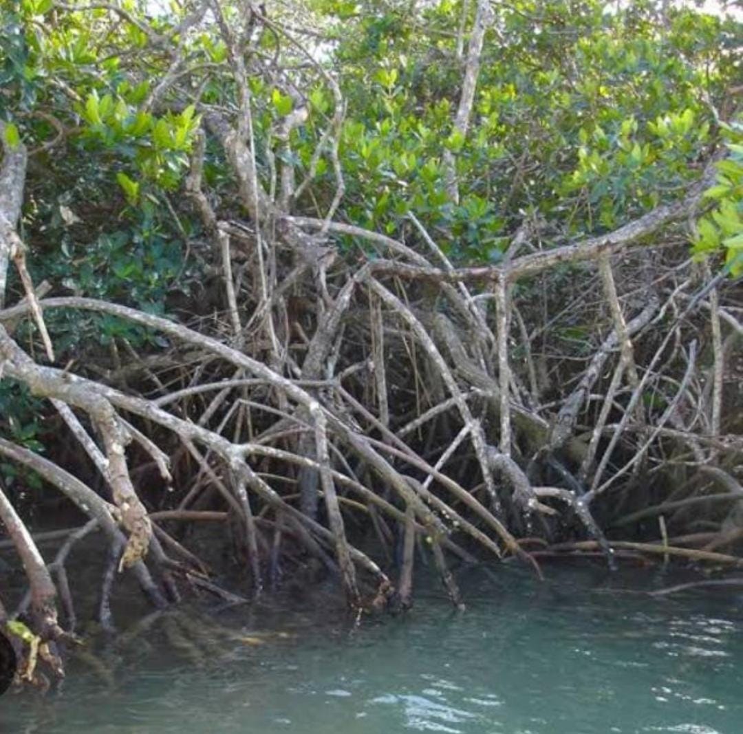 July 26, 2023 Wednesday Happy *World Mangroves International Day* for the Conservation of the Mangrove Ecosystem🌱🌿🍀💧♻️🌎 #WorldMangrovesDay