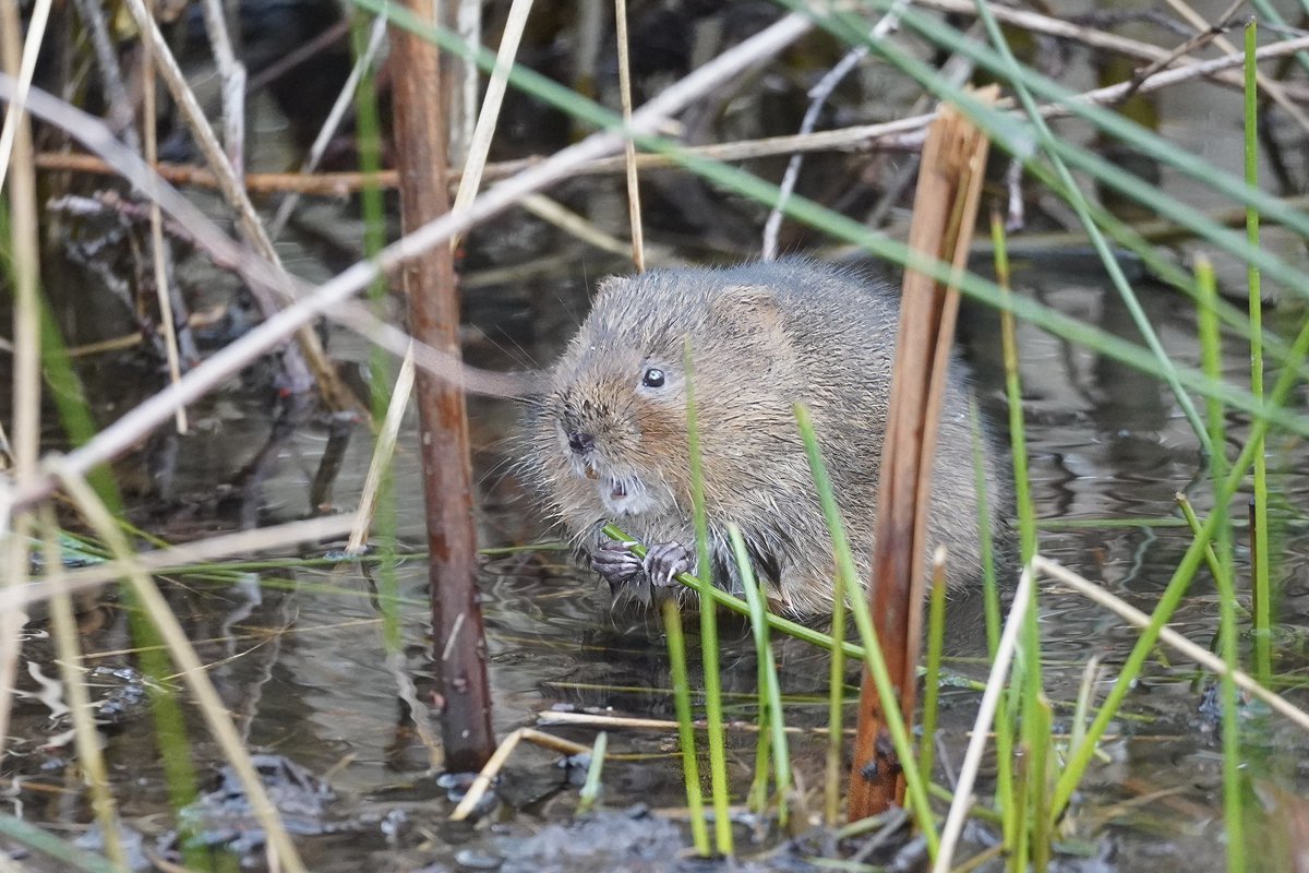 Such a cutie, gotta love a water vole! @RSPBMinsmere