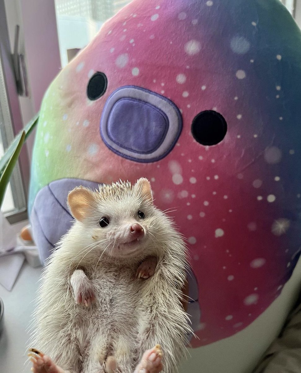 Hedgehog of the Day (@daily__hedgehog) / Posts / X
