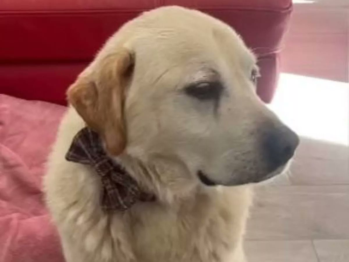 HEARTBREAK as Owners 'DONT' Want Old #Dog Milo Back - Three Years After he Went Missing - He's Now Looking for a NEW-HOME! mirror.co.uk/news/uk-news/h… Pls READ #CoTyrone #NIreland