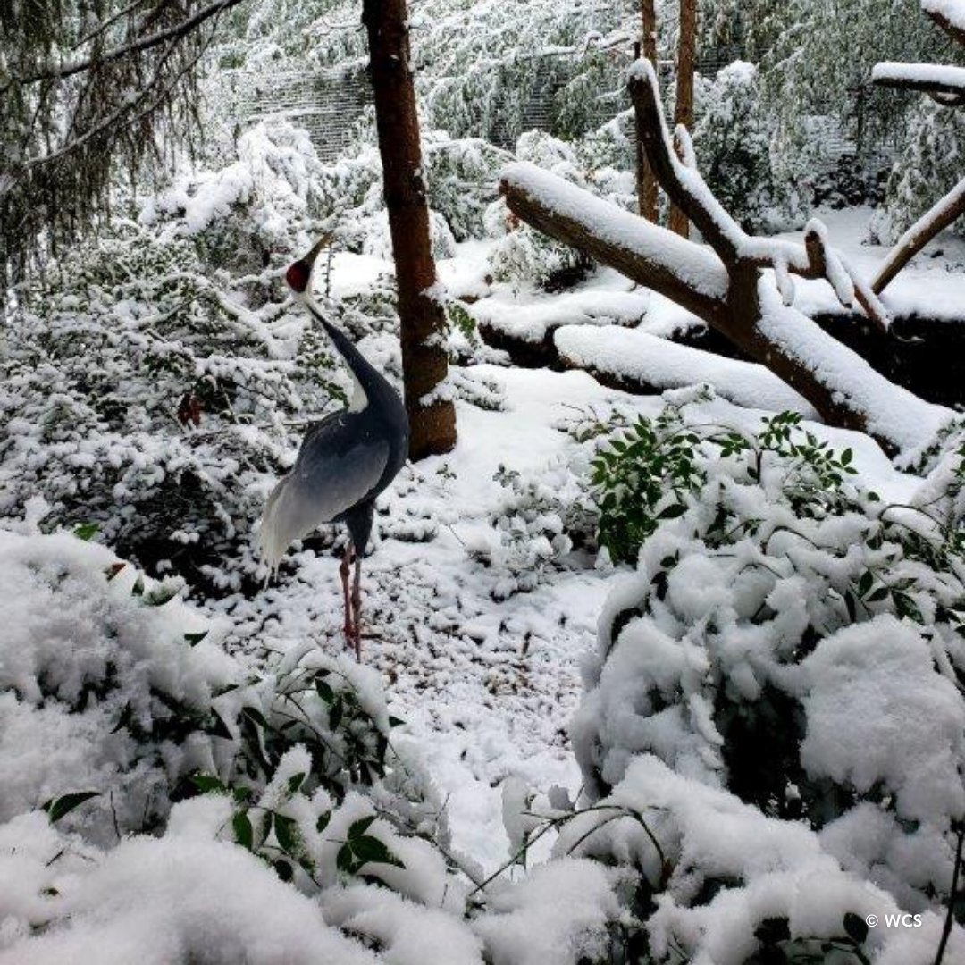 #MomentofZoo! Can you spot the white-naped crane in this recent snow day photo?