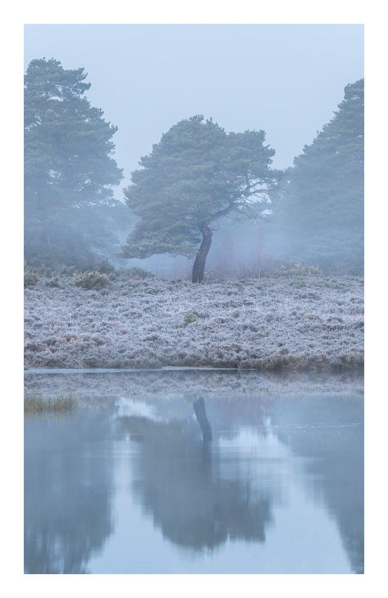 Some nice pre dawn blues yesterday, hope we get a few more mornings like this before Spring arrives properly! #NewForest